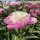 Lágyszárú bazsarózsa – Paeonia lactiflora 