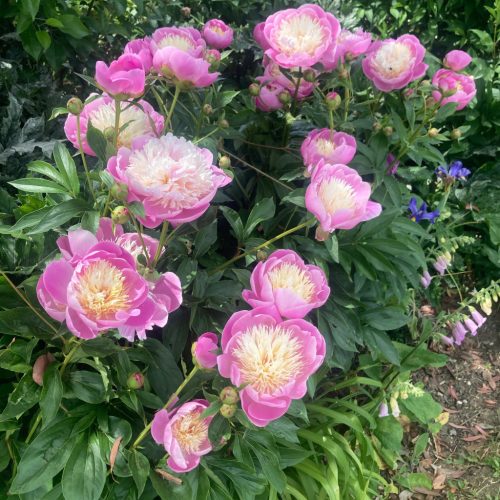 Lágyszárú bazsarózsa – Paeonia lactiflora 
