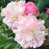Lágyszárú bazsarózsa – Paeonia lactiflora 'Catharina Fontyn'
