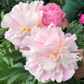   Lágyszárú bazsarózsa – Paeonia lactiflora 'Catharina Fontyn'
