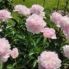 Lágyszárú bazsarózsa – Paeonia lactiflora 'Catharina Fontyn'