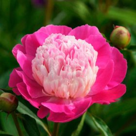   Lágyszárú bazsarózsa – Paeonia lactiflora 'Gay Paree'