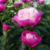 Lágyszárú bazsarózsa – Paeonia lactiflora 'Gay Paree'