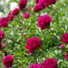 Lágyszárú bazsarózsa – Paeonia lactiflora 