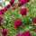 Lágyszárú bazsarózsa – Paeonia lactiflora 