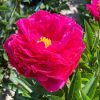 Lágyszárú bazsarózsa – Paeonia lactiflora 