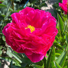 Lágyszárú bazsarózsa – Paeonia lactiflora 