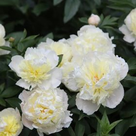 Lágyszárú bazsarózsa – Paeonia lactiflora 