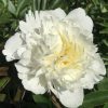 Lágyszárú bazsarózsa – Paeonia lactiflora 