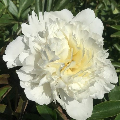 Lágyszárú bazsarózsa – Paeonia lactiflora 