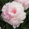 Lágyszárú bazsarózsa – Paeonia lactiflora 'Nancy Nora'