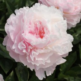   Lágyszárú bazsarózsa – Paeonia lactiflora 'Nancy Nora'