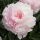 Lágyszárú bazsarózsa – Paeonia lactiflora 'Nancy Nora'