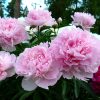 Lágyszárú bazsarózsa – Paeonia lactiflora 'Nancy Nora'