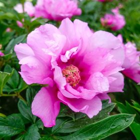   Itoh bazsarózsa – Paeonia x ITOH 'First Arrival'