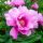 Itoh bazsarózsa – Paeonia x ITOH 'First Arrival'