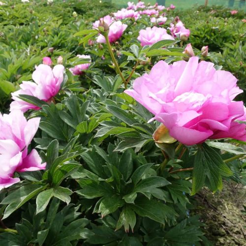 Itoh bazsarózsa – Paeonia x ITOH 'First Arrival'