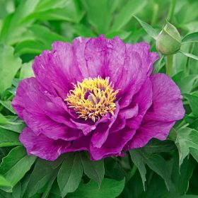   Itoh bazsarózsa – Paeonia x ITOH 'Morning Lilac'