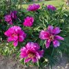 Itoh bazsarózsa – Paeonia x ITOH 'Morning Lilac'