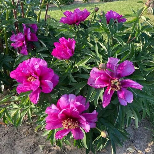Itoh bazsarózsa – Paeonia x ITOH 'Morning Lilac'
