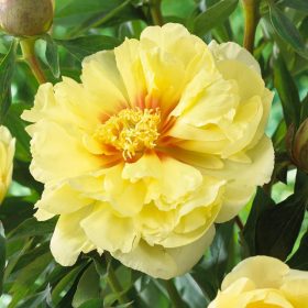 Itoh bazsarózsa – Paeonia x ITOH 'Bartzella'