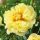 Itoh bazsarózsa – Paeonia x ITOH 'Bartzella'