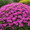 Árlevelű lángvirág – Phlox subulata 'Atropurpurea'
