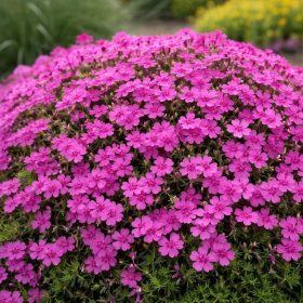   Árlevelű lángvirág – Phlox subulata 'Atropurpurea'