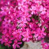 Árlevelű lángvirág – Phlox subulata 'Atropurpurea'