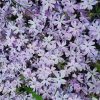 Árlevelű lángvirág – Phlox subulata 'Fabulous Blue Dark Center'