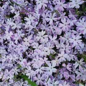   Árlevelű lángvirág – Phlox subulata 'Fabulous Blue Dark Center'