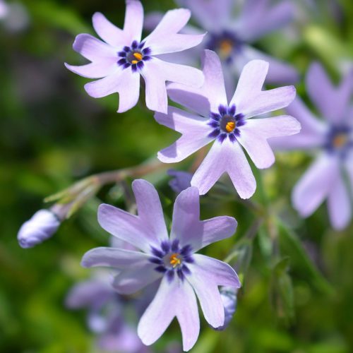 Árlevelű lángvirág – Phlox subulata 'Fabulous Blue Dark Center'