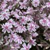 Árlevelű lángvirág – Phlox subulata 'Kimono Pink White'