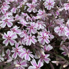   Árlevelű lángvirág – Phlox subulata 'Kimono Pink White'
