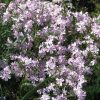 Árlevelű lángvirág – Phlox subulata 'Kimono Pink White'