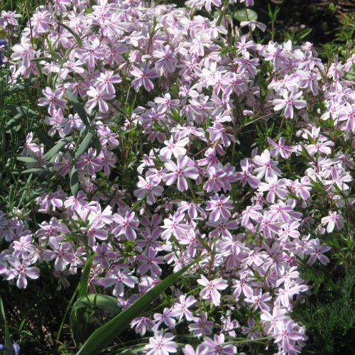 Árlevelű lángvirág – Phlox subulata 'Kimono Pink White'