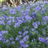 Kúszó csatavirág – Polemonium reptans 'Blue Pearl'