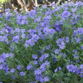   Kúszó csatavirág – Polemonium reptans 'Blue Pearl'