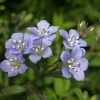 Kúszó csatavirág – Polemonium reptans 'Blue Pearl'