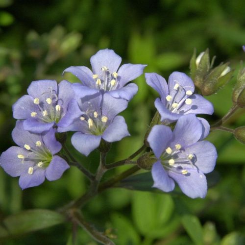 Kúszó csatavirág – Polemonium reptans 'Blue Pearl'