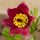Leánykökörcsin – Pulsatilla vulgaris 'Rote Glocke'