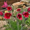Leánykökörcsin – Pulsatilla vulgaris 'Rote Glocke'