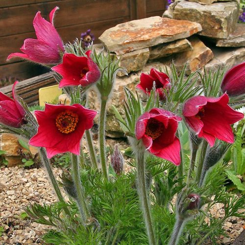 Leánykökörcsin – Pulsatilla vulgaris 'Rote Glocke'
