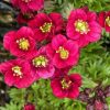Kőtörőfű – Saxifraga x arendsii 'Luschtinetz'