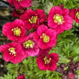   Kőtörőfű – Saxifraga x arendsii 'Luschtinetz'