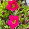 Kőtörőfű – Saxifraga x arendsii 'Luschtinetz'