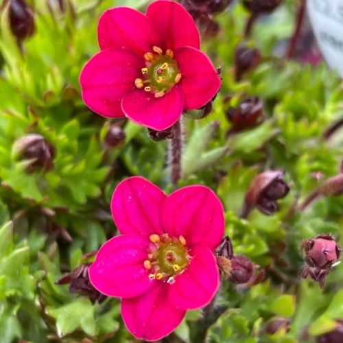 Kőtörőfű – Saxifraga x arendsii 'Luschtinetz'