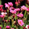 Kőtörőfű – Saxifraga x arendsii 'Rosenzwerg'