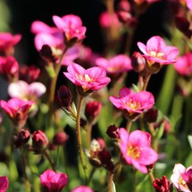 Kőtörőfű – Saxifraga x arendsii 'Rosenzwerg'