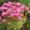 Kőtörőfű – Saxifraga x arendsii 'Rosenzwerg'